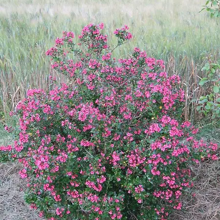 Vakantiehuis De La Carretarie Parisot (Tarn)